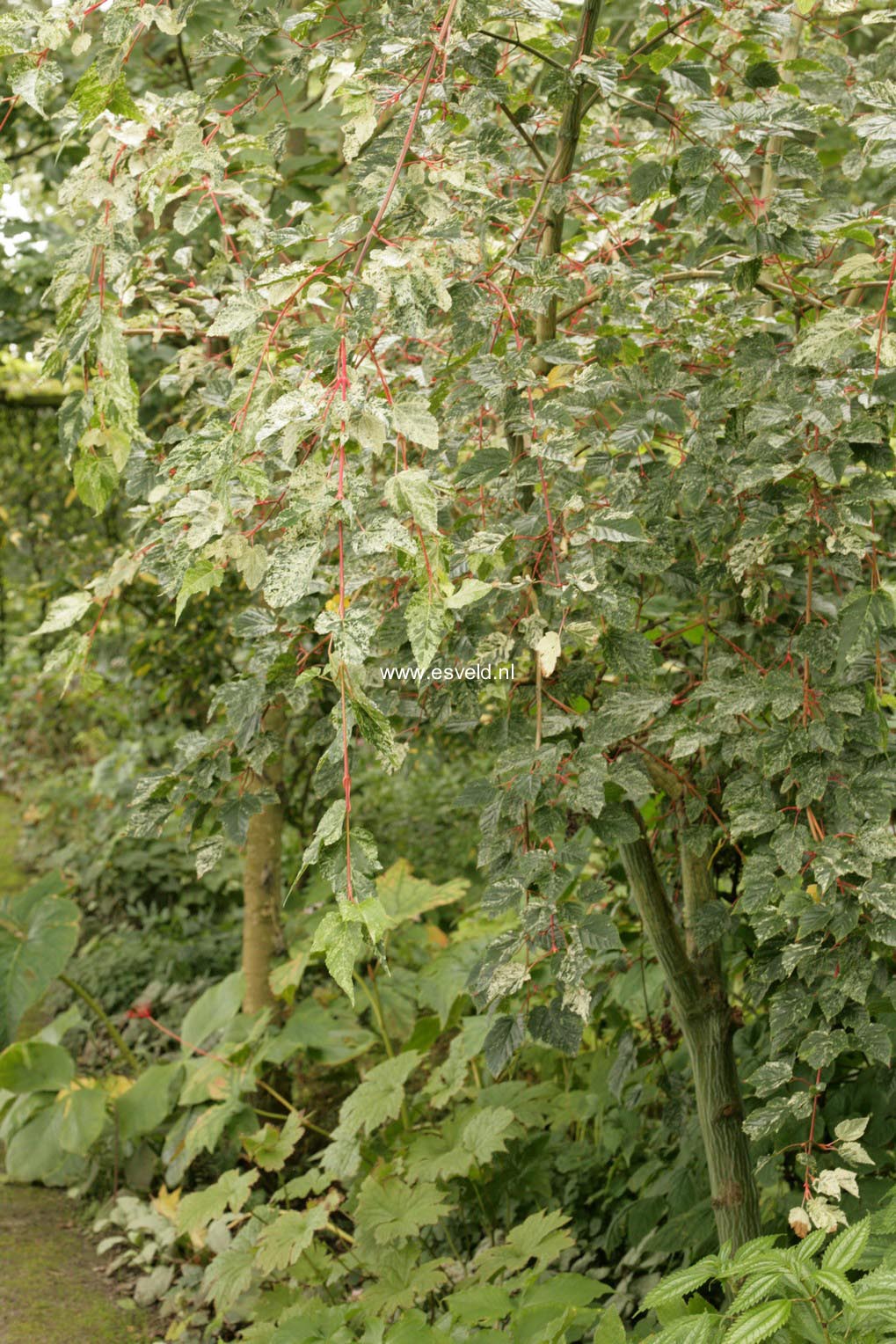 Acer rubescens 'Silver Cardinal'