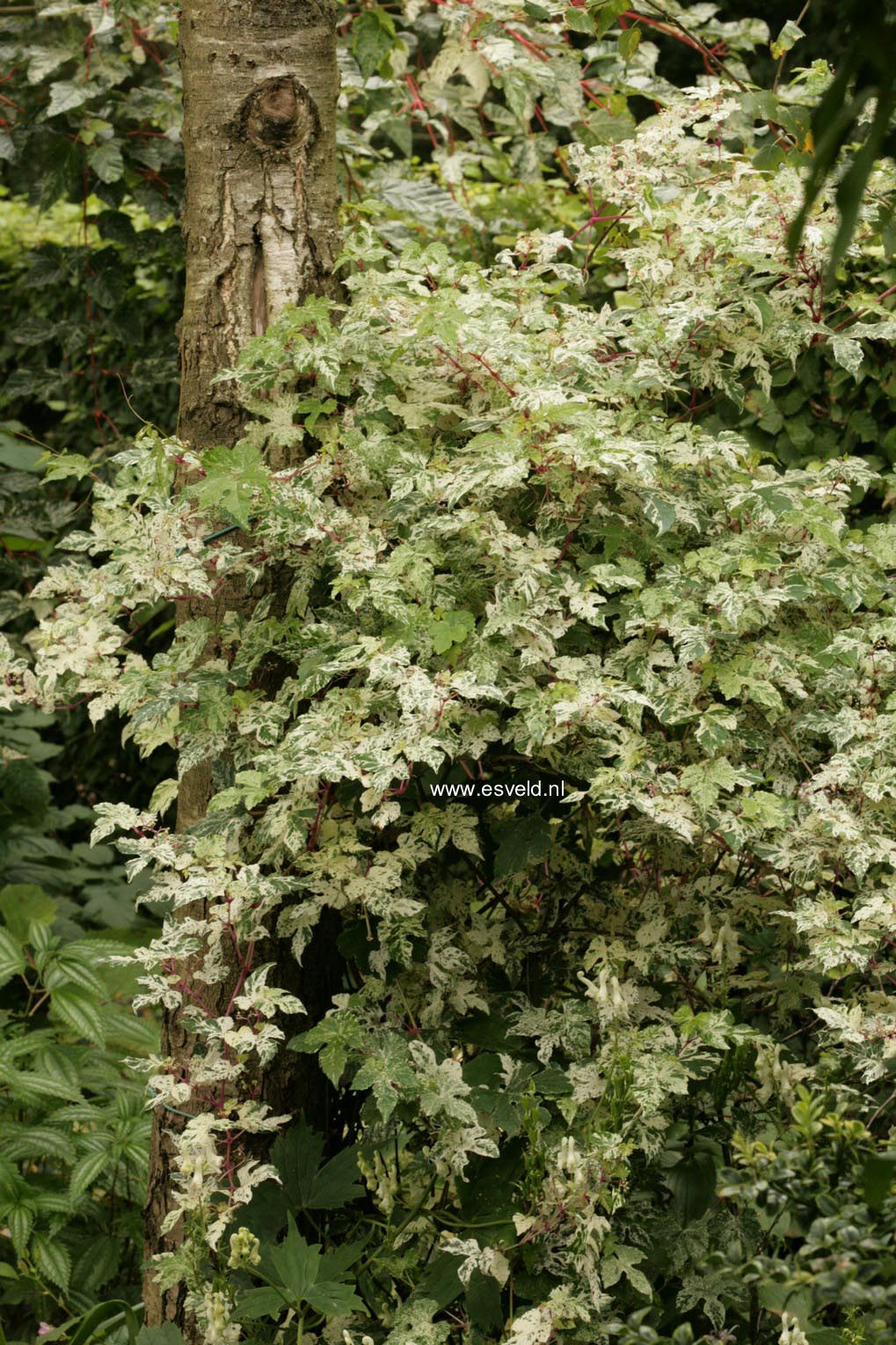 Ampelopsis glandulosa 'Elegans'