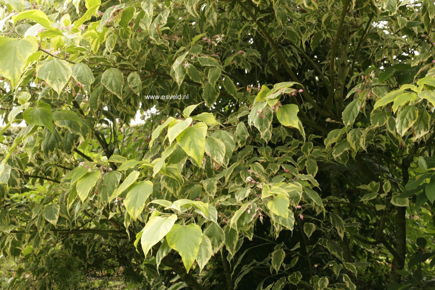 Clerodendrum trichotomum 'Carnaval'