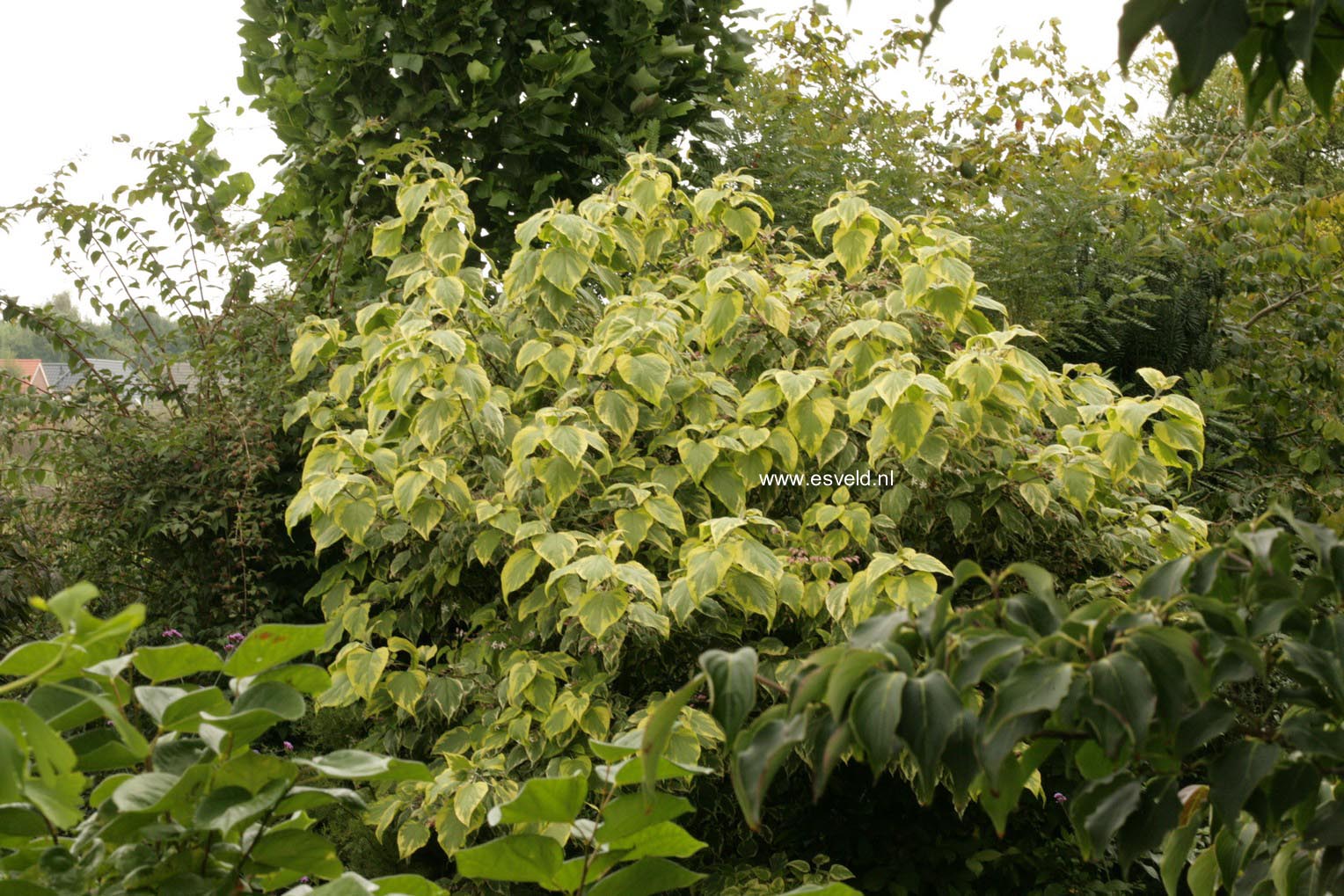 Clerodendrum trichotomum 'Carnaval'