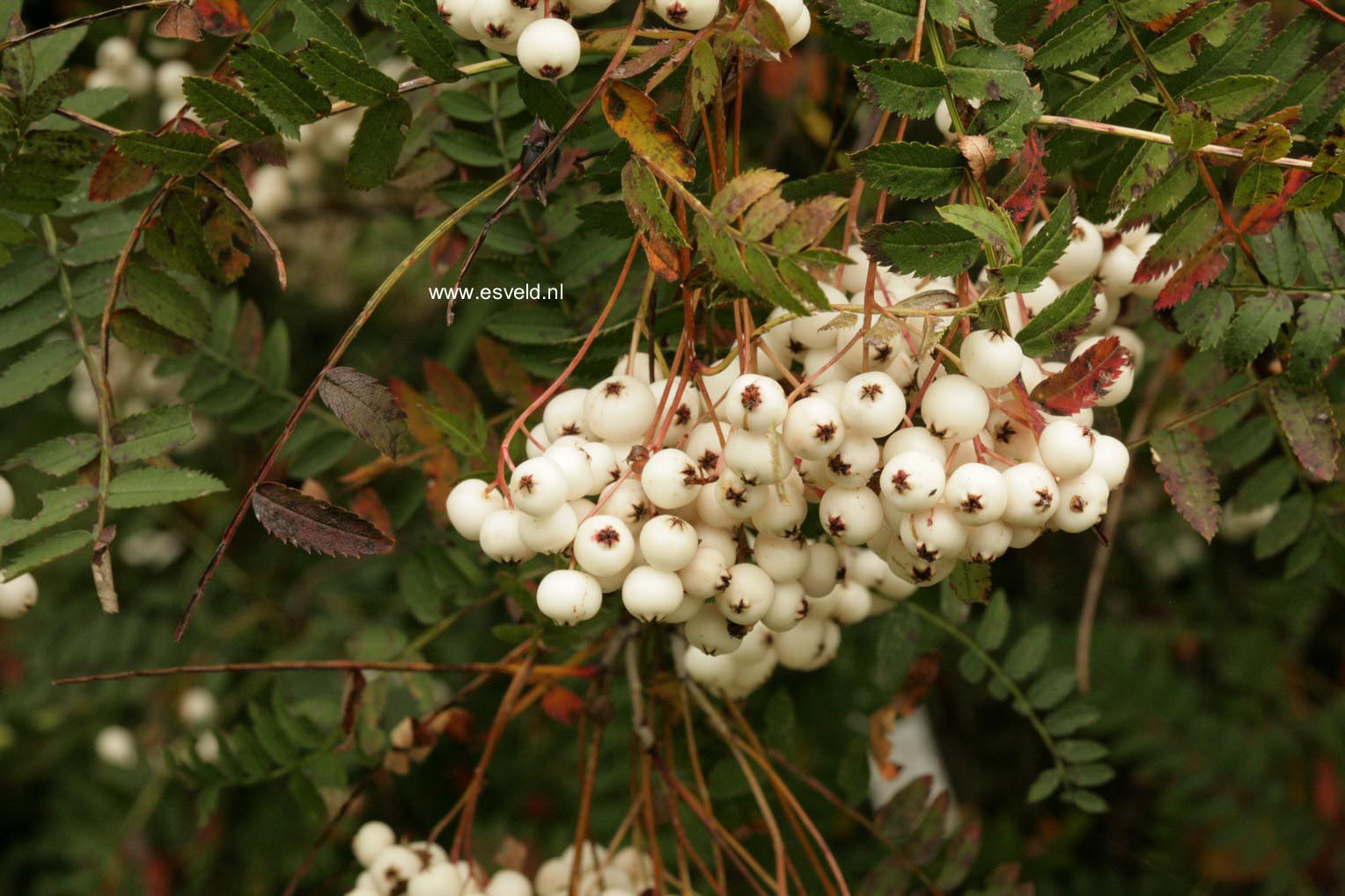 Sorbus frutescens