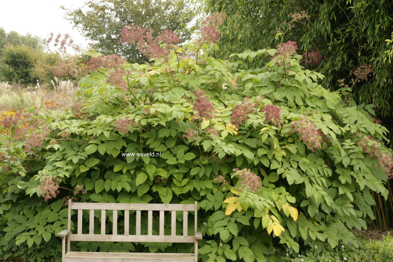 Aralia californica