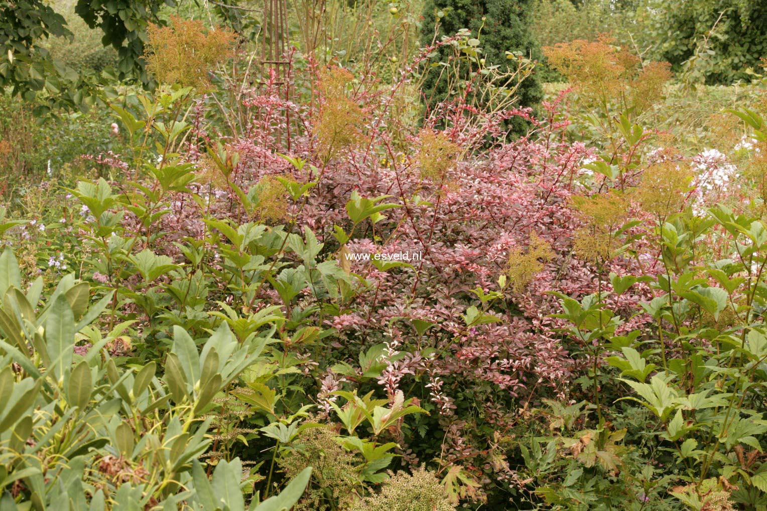 Berberis thunbergii 'Harlequin'