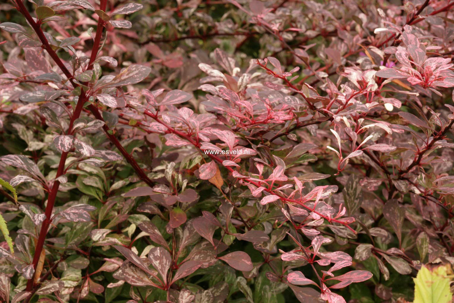 Berberis thunbergii 'Harlequin'