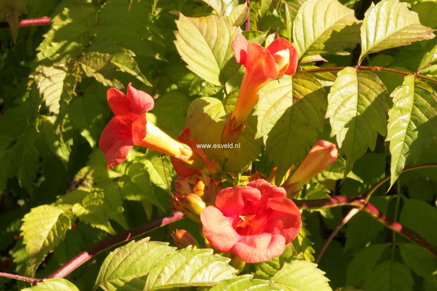 Campsis tagliabuana 'Mme Galen'