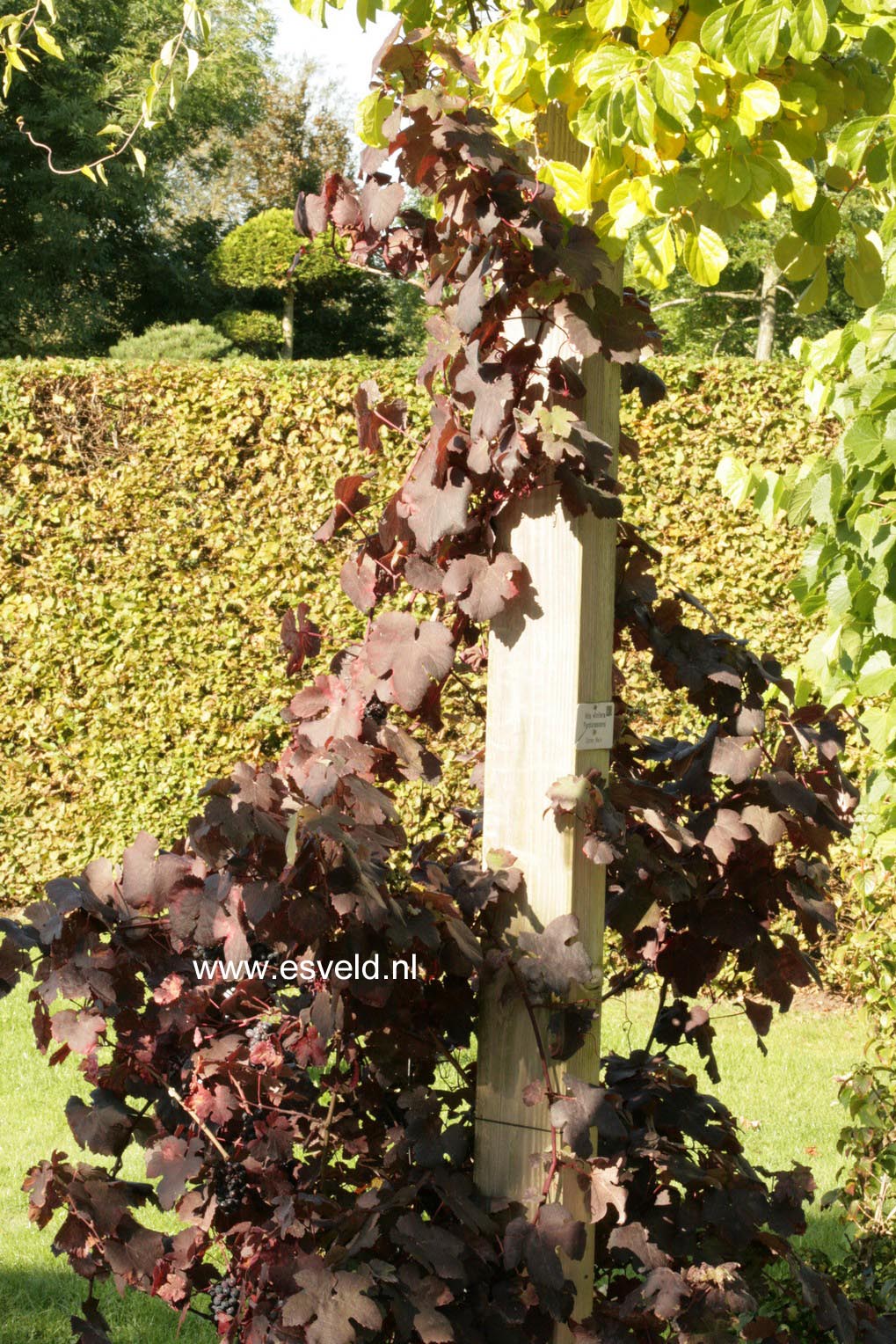 Vitis vinifera 'Purpurea'