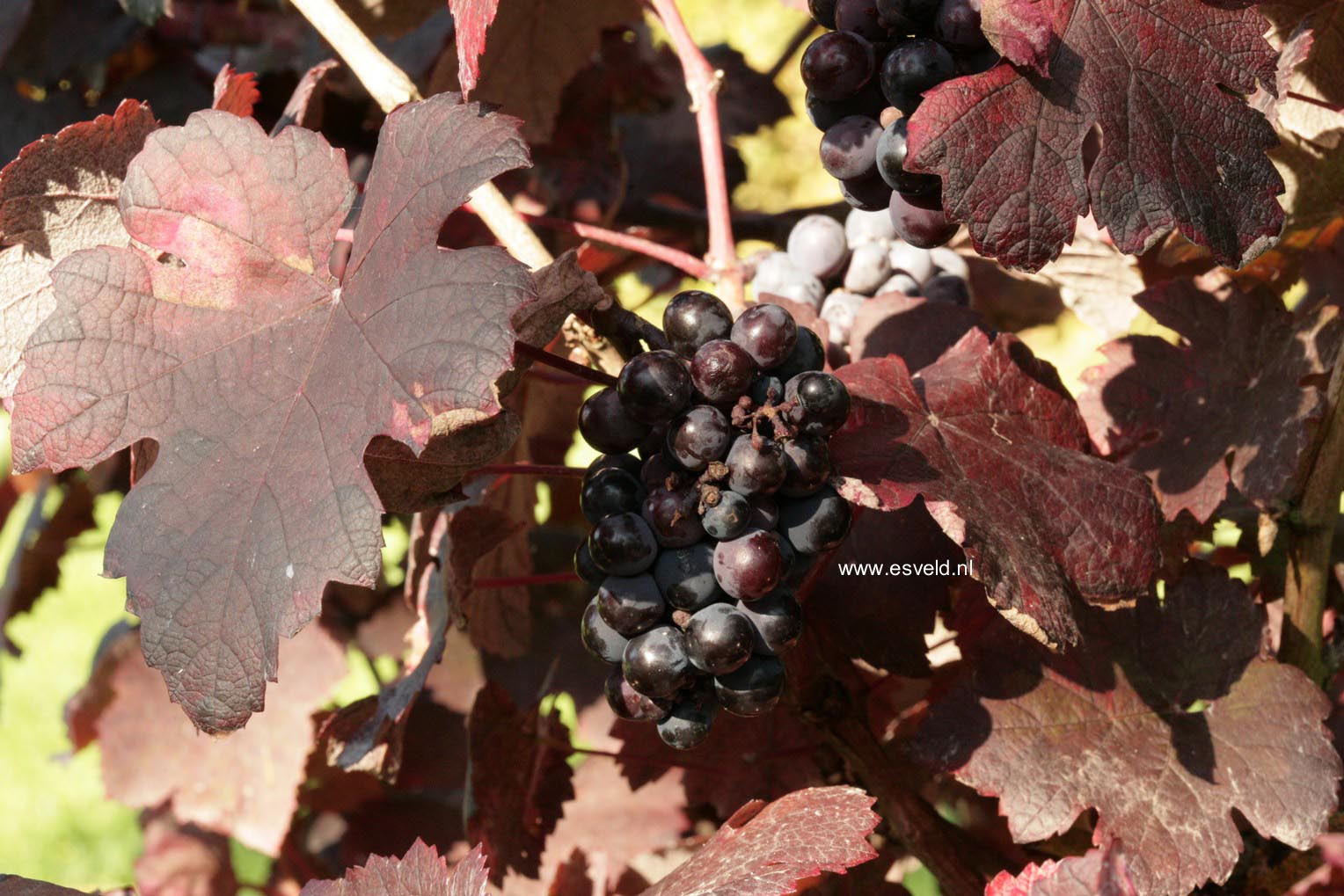 Vitis vinifera 'Purpurea'