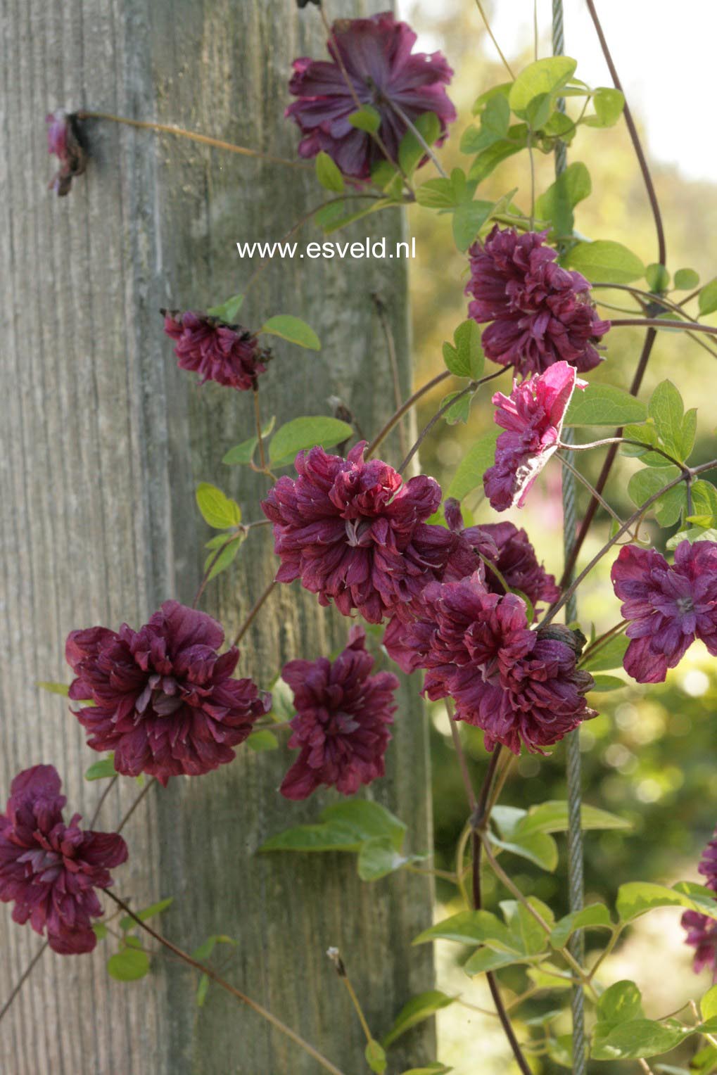 Clematis 'Purpurea Plena Elegans'