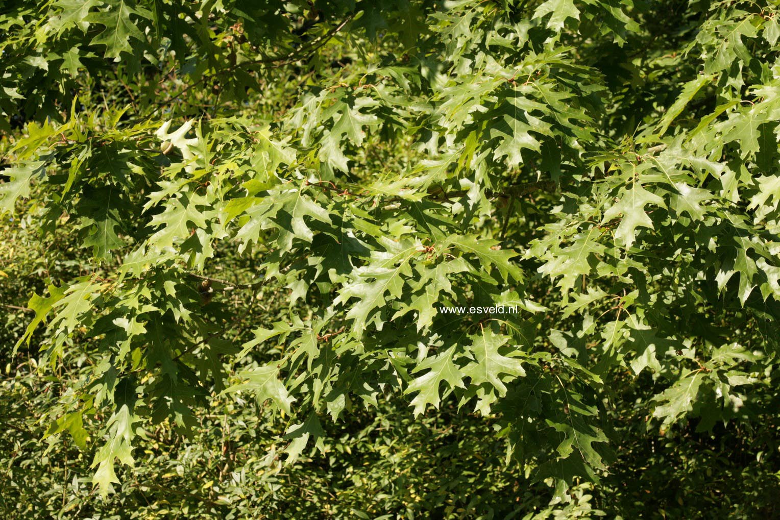 Quercus rubra