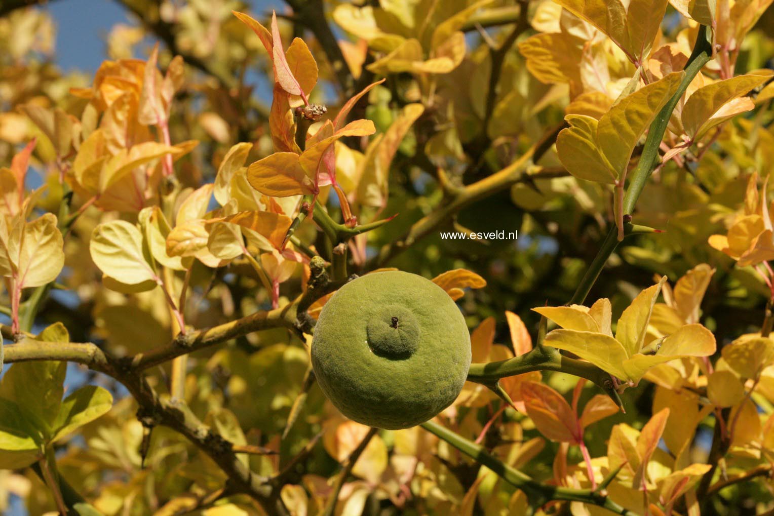 Poncirus trifoliata