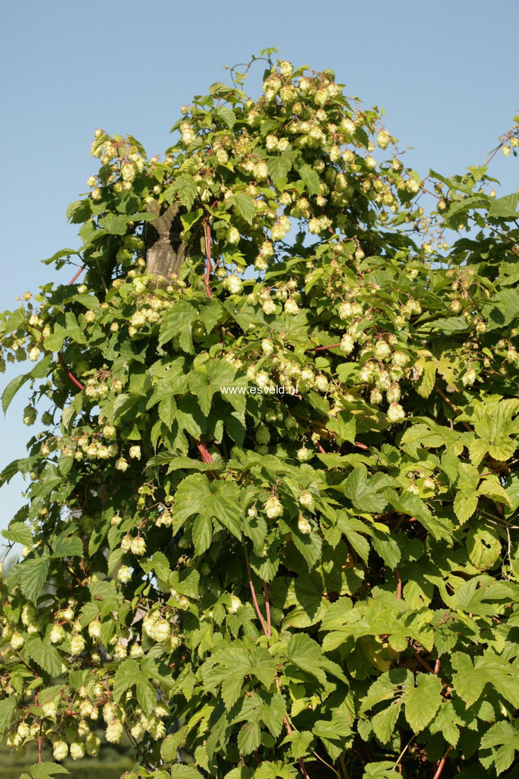 Humulus lupulus