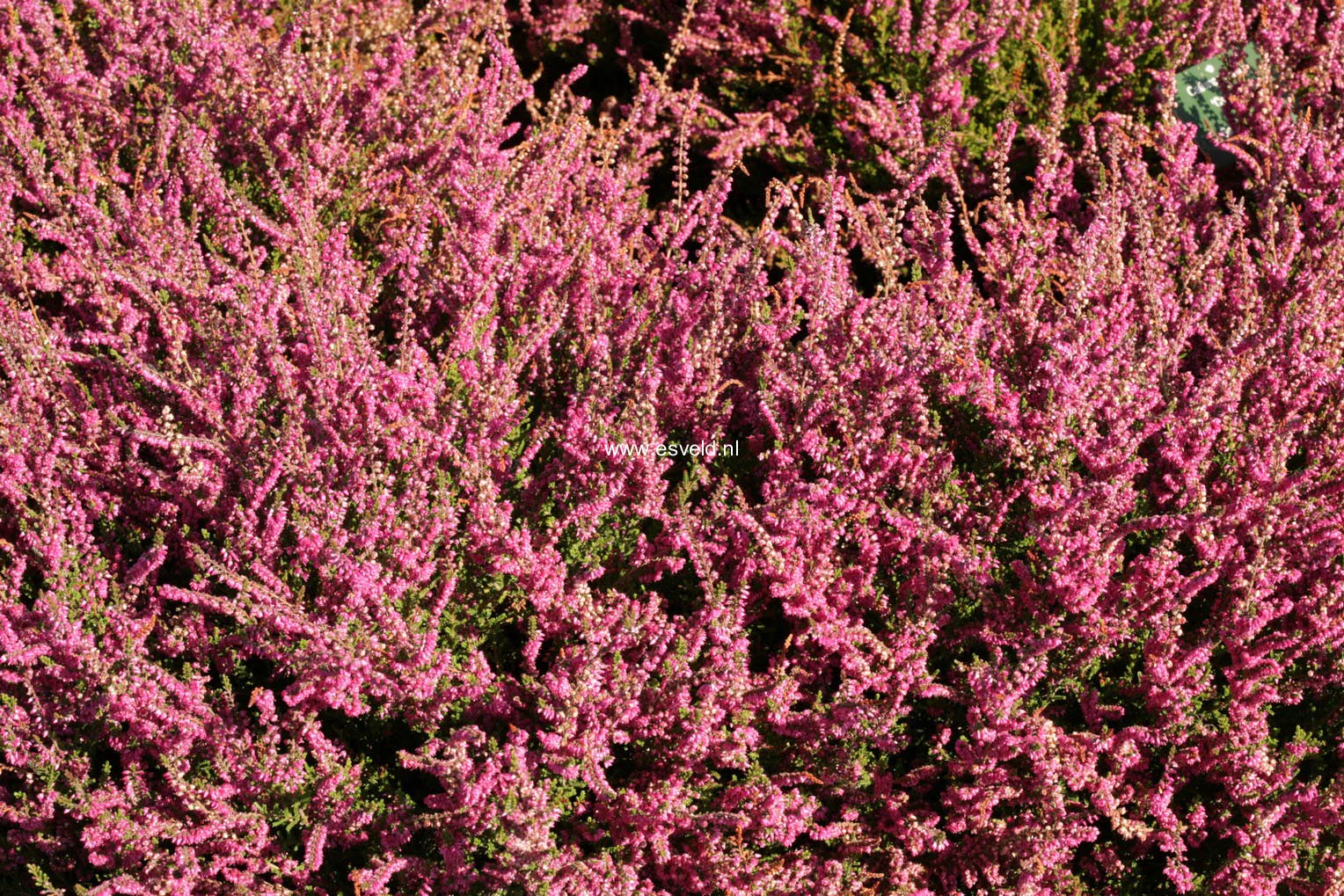 Calluna vulgaris 'Carmen'