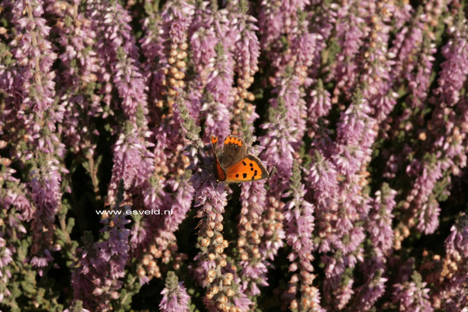 Calluna vulgaris 'Silver Knight'