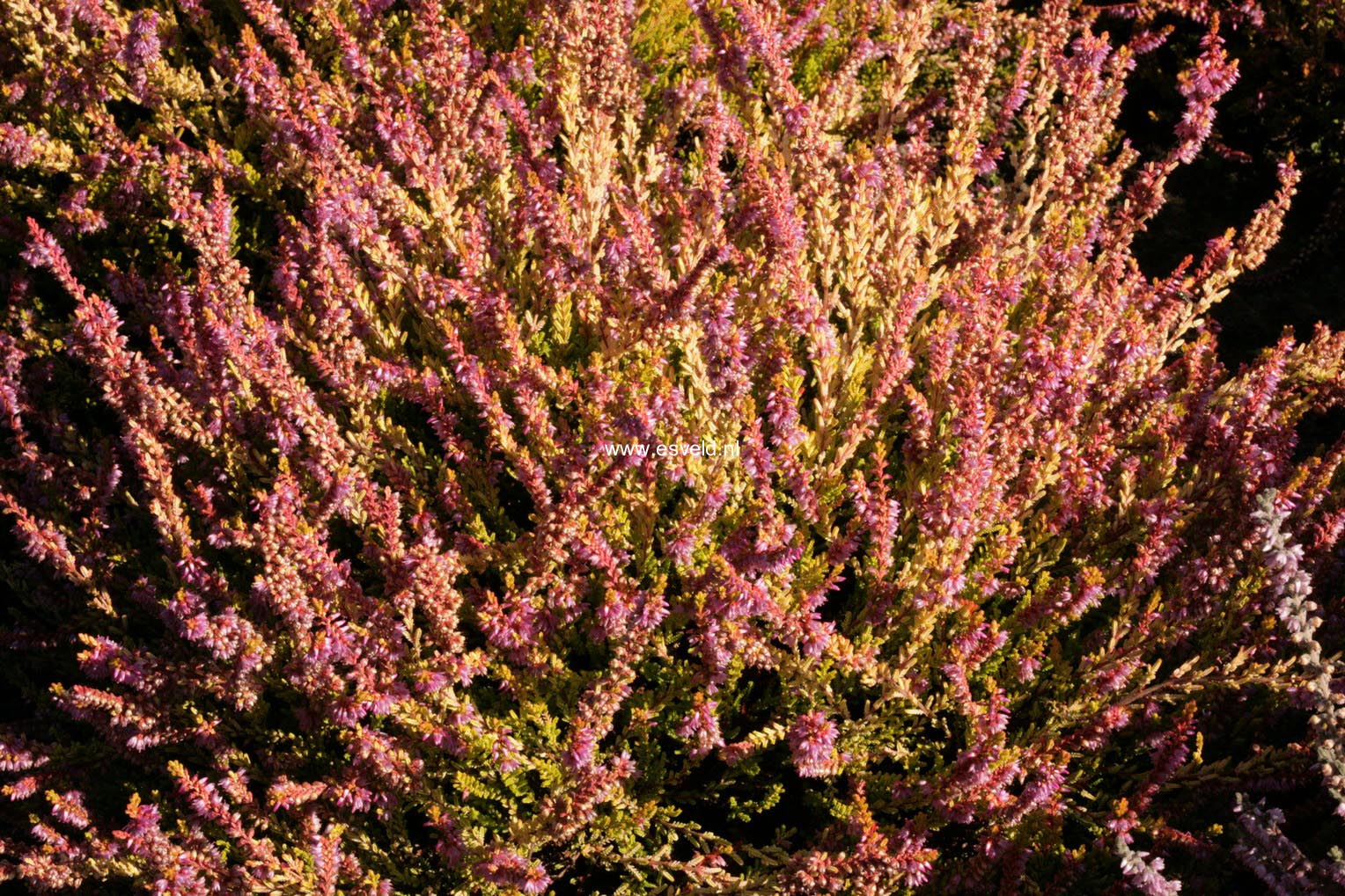 Calluna vulgaris 'Boskoop'