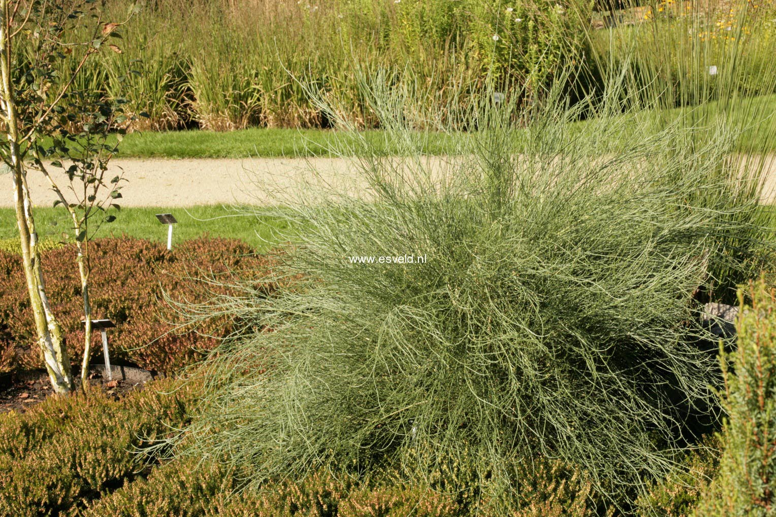 Cytisus praecox 'Allgold'