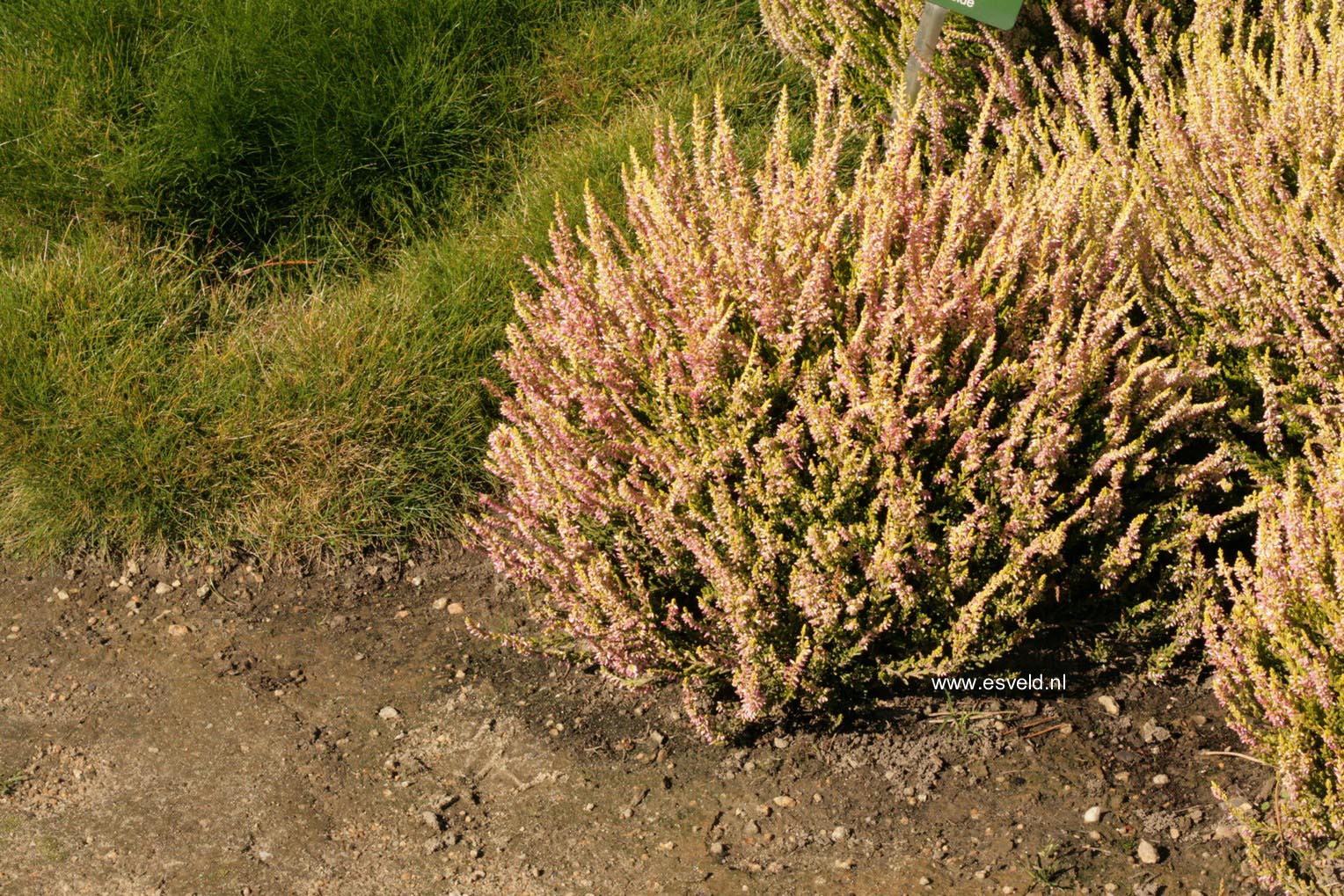 Calluna vulgaris 'Theresa' (GARDEN GIRLS)