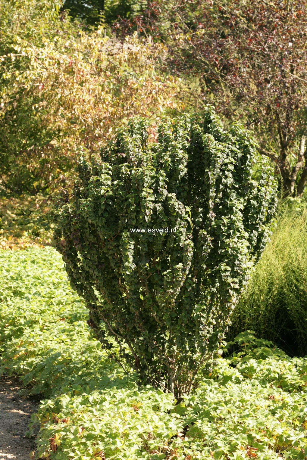 Cornus sanguinea 'Compressa'