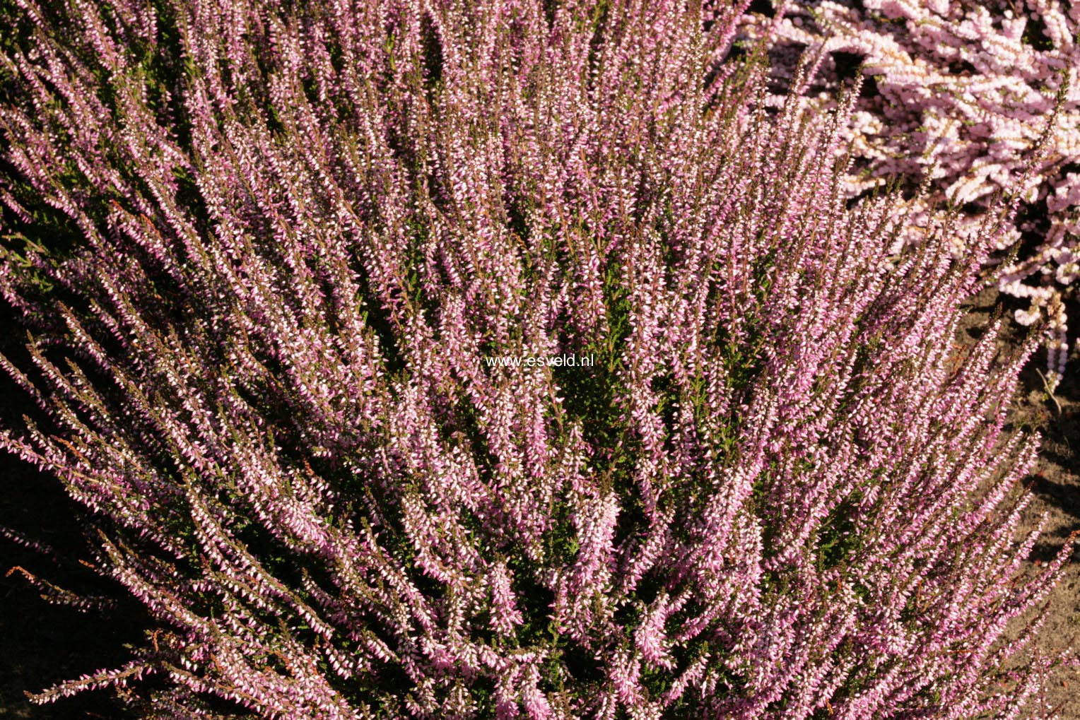 Calluna vulgaris 'Marleen'