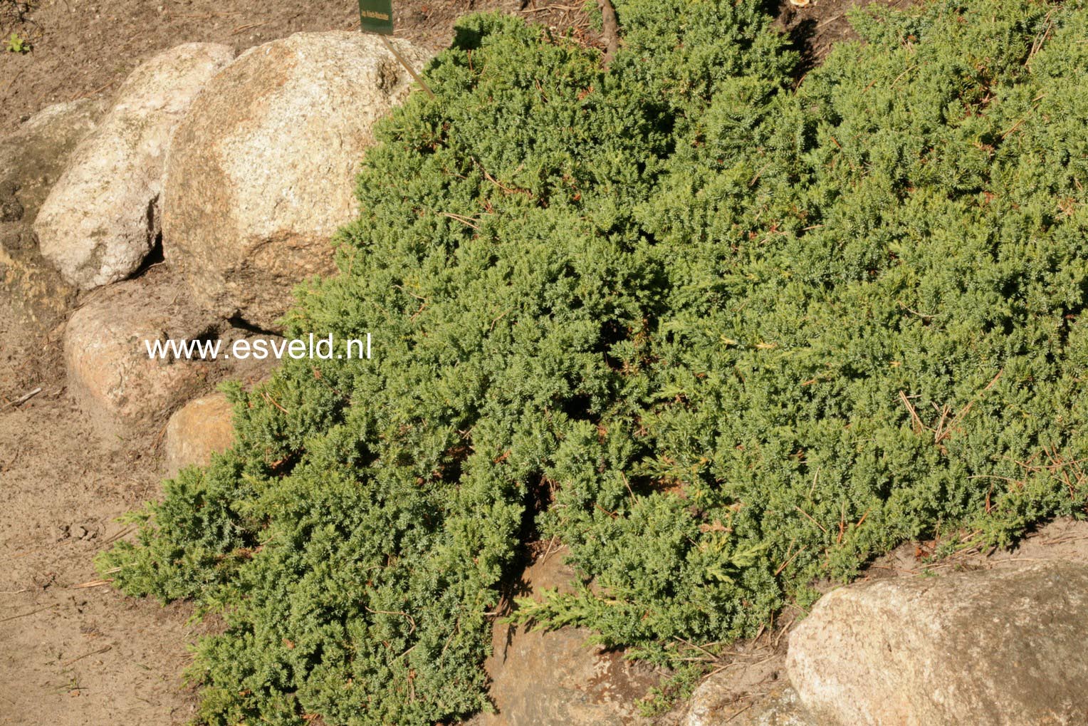 Juniperus procumbens 'Nana'