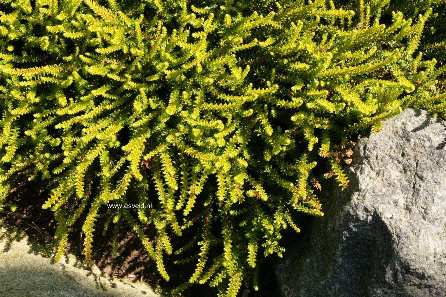 Empetrum nigrum 'Bernstein'