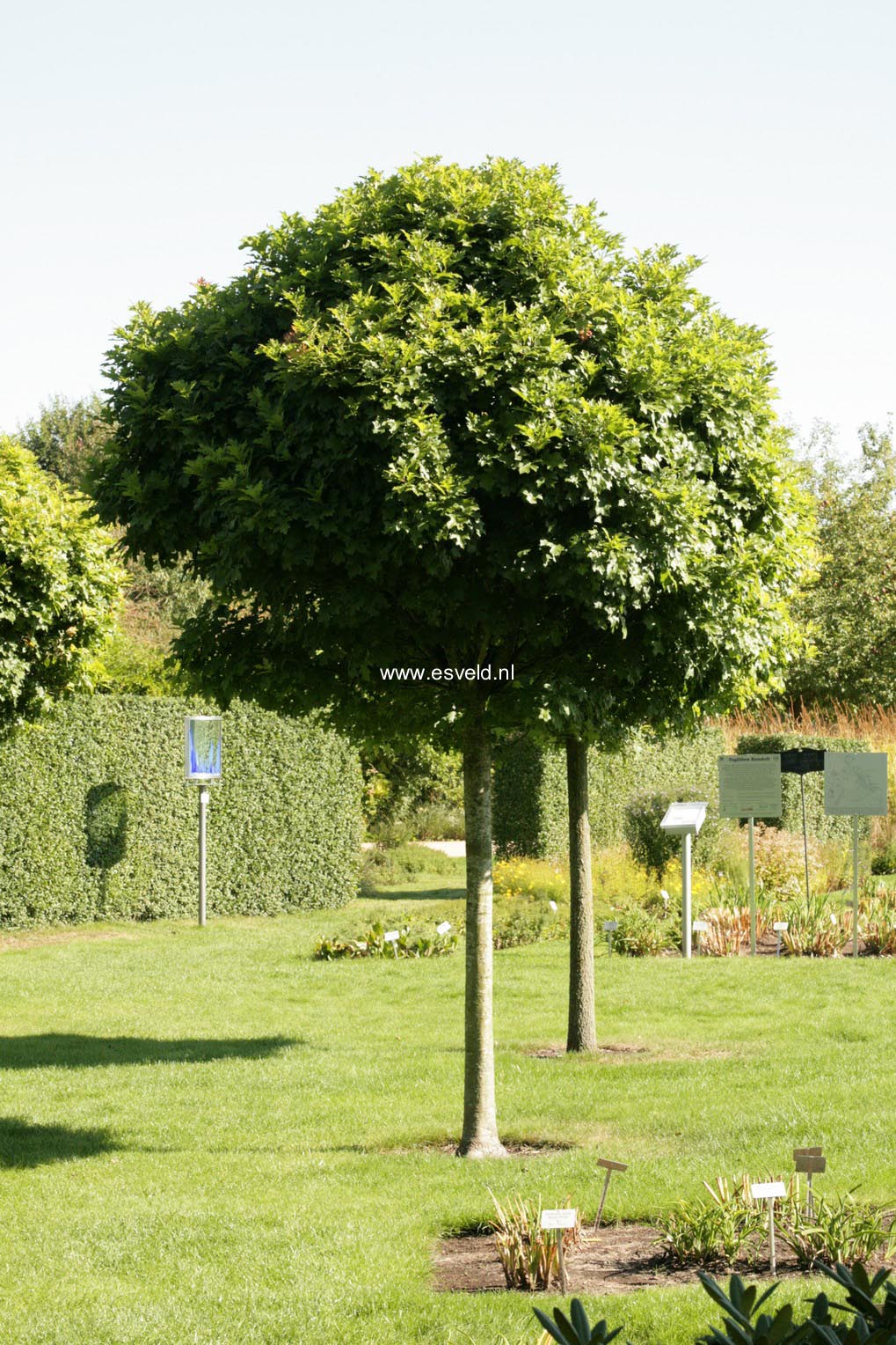 Quercus palustris 'Green Dwarf'