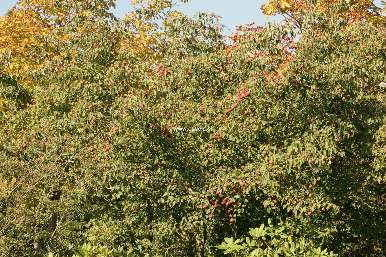 Cornus kousa 'China Girl'