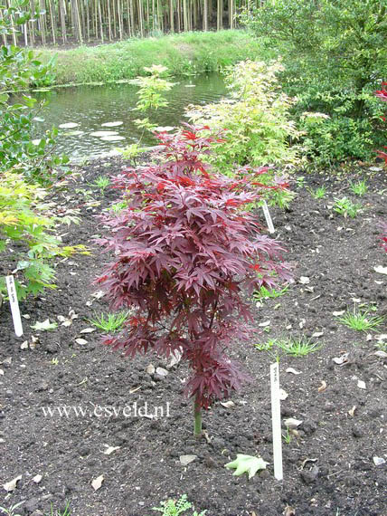 Acer palmatum 'Pixie'