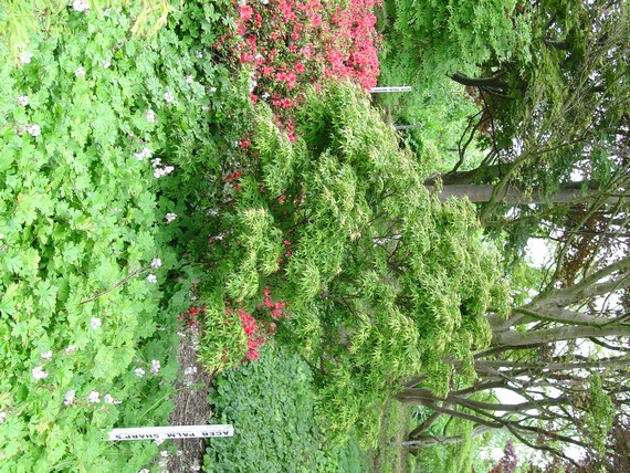 Acer palmatum 'Sharp's Pygmy'