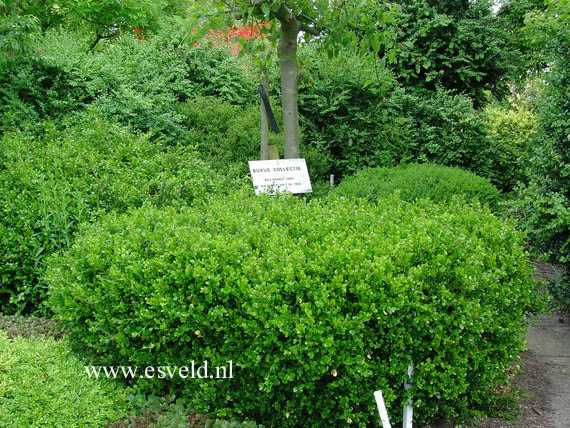 Buxus microphylla 'Faulkner'