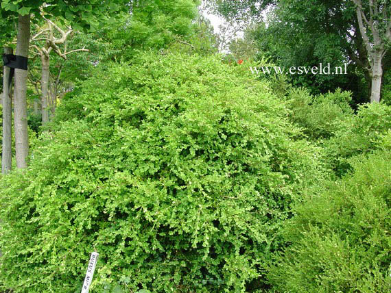 Buxus microphylla 'Trompenburg'