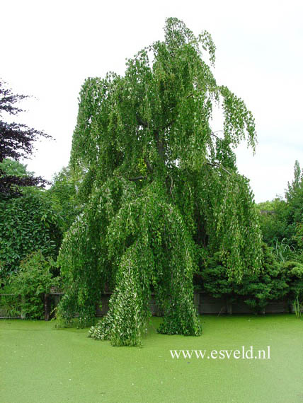 Cercidiphyllum japonicum 'Pendulum'