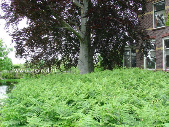 Fagus sylvatica 'Atropunicea'