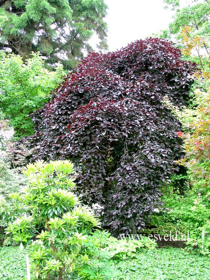 Fagus sylvatica 'Pendula'