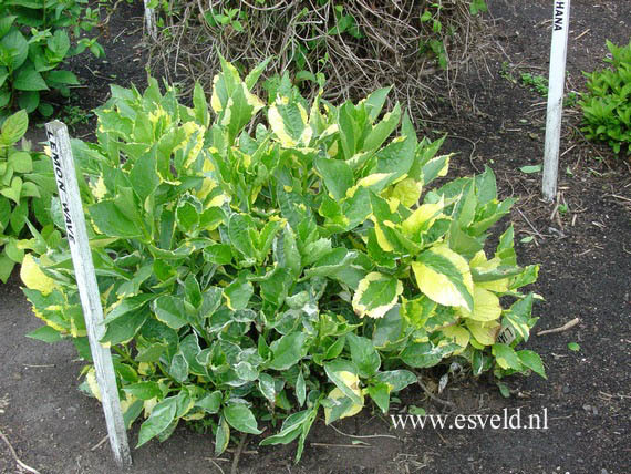 Hydrangea macrophylla 'Lemon Wave'