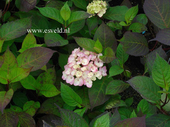 Hydrangea serrata 'Preziosa'