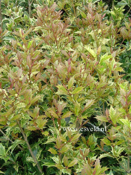 Osmanthus heterophyllus 'Goshiki'