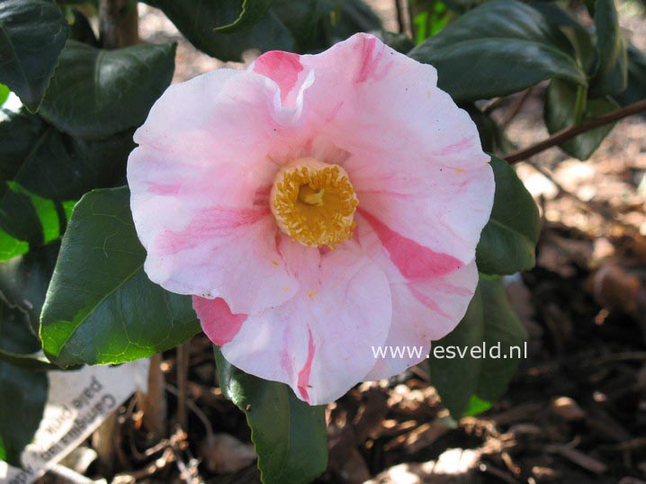 Camellia japonica 'Adelina Patti'