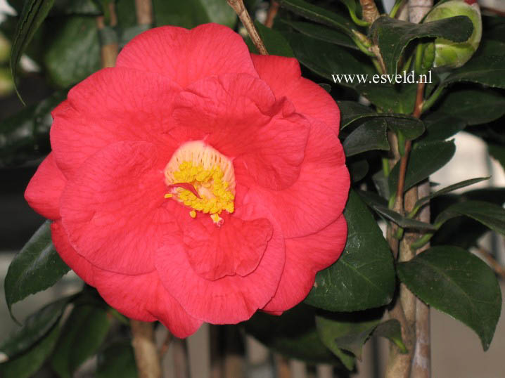 Camellia japonica 'Apollo'