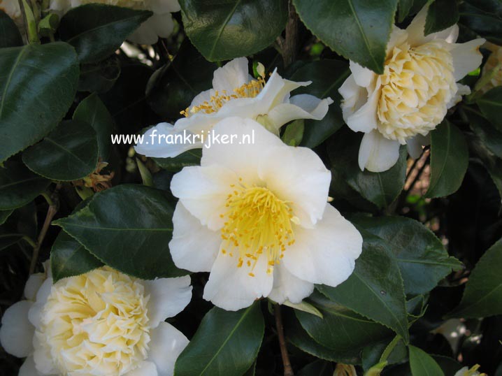 Camellia japonica 'Brushfield's Yellow'