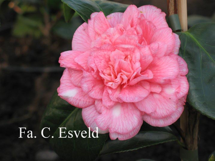 Camellia japonica 'Can Can'