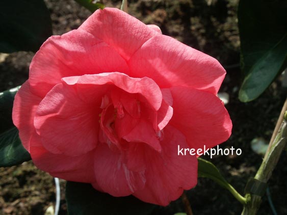 Camellia japonica 'Drama Girl'