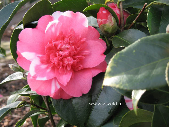 Camellia japonica 'Elegans'