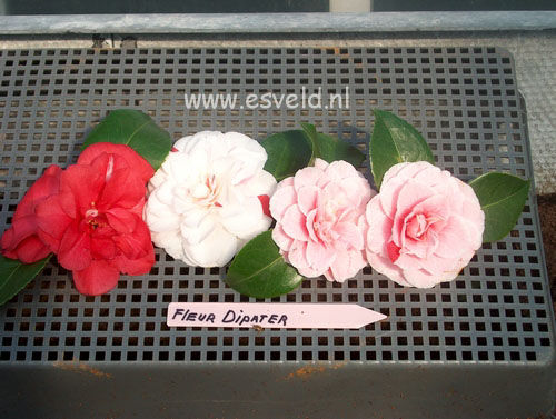 Camellia japonica 'Fleur Dipater'