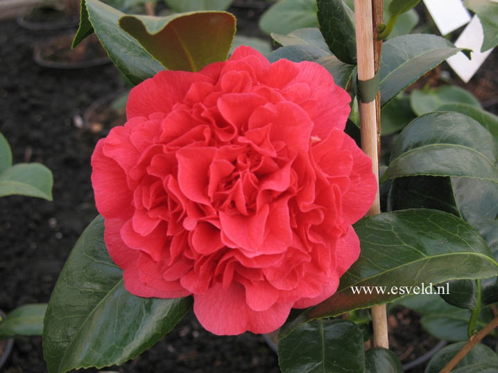 Camellia japonica 'Kramer's Supreme'