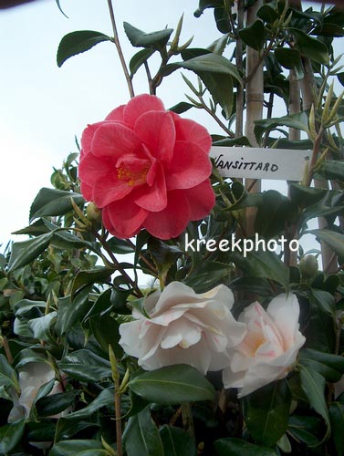 Camellia japonica 'Lady Vansittart'