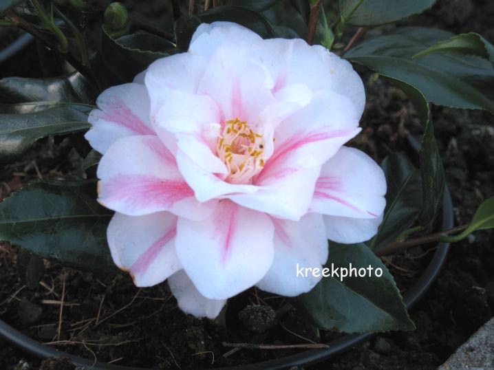 Camellia japonica 'Lady Vansittart'