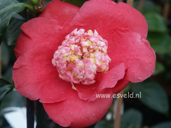 Camellia japonica 'Shin tsukasa nishiki'