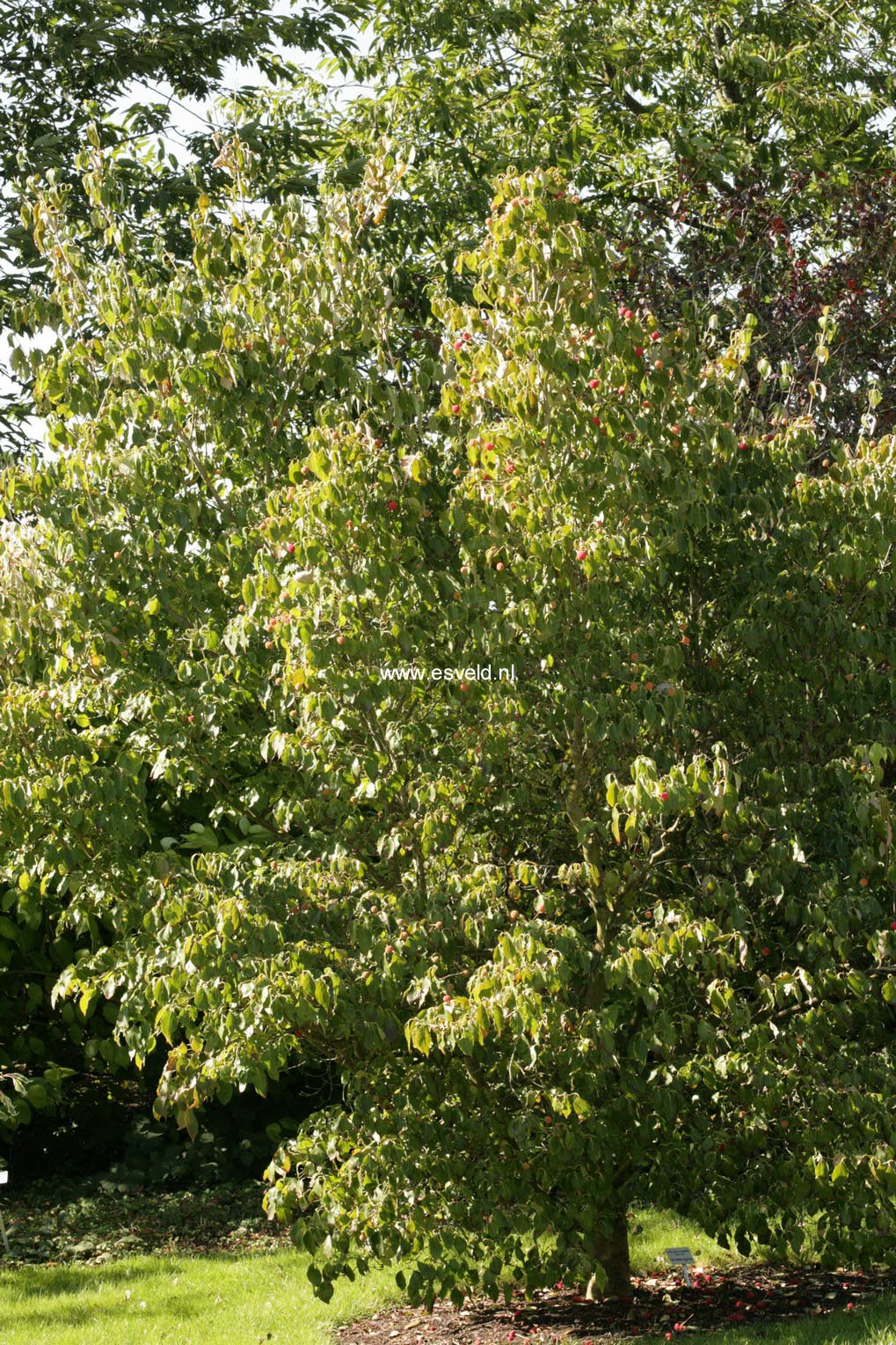 Cornus kousa 'China Girl'