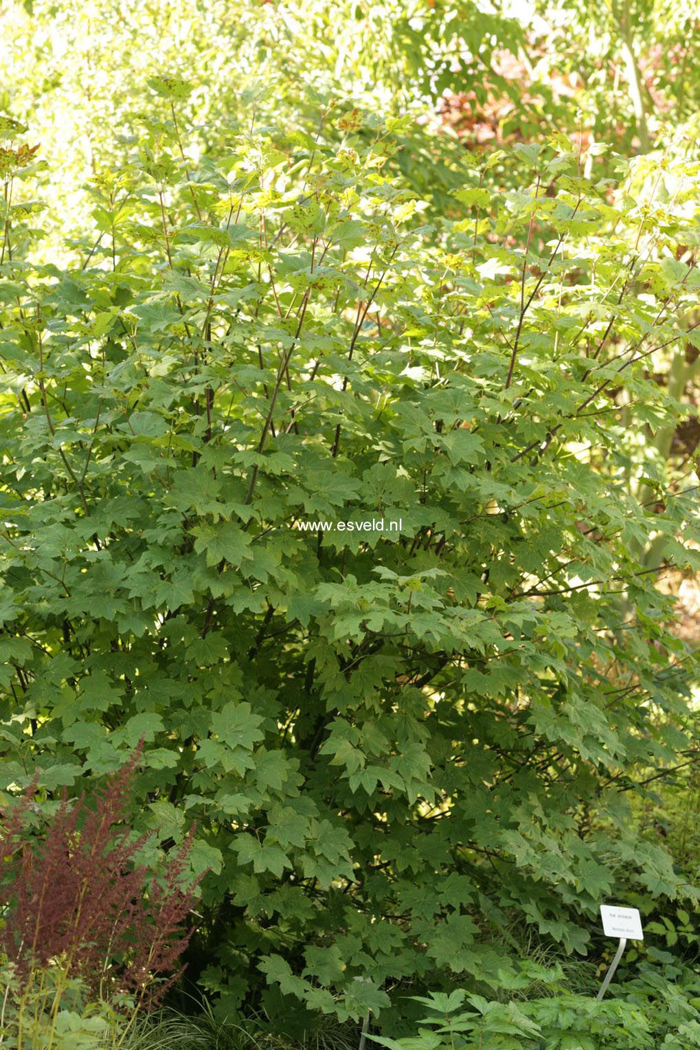 Acer circinatum