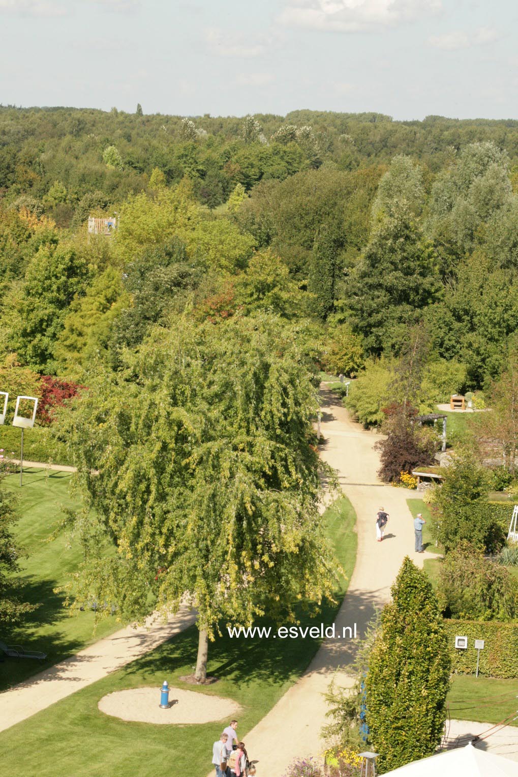 Acer saccharinum 'Laciniatum Wieri'